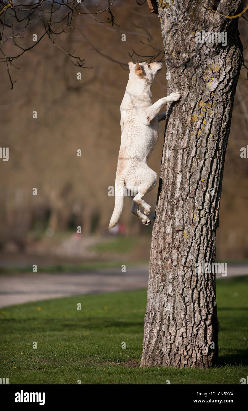 A Labrador retriever jumping to a tree in a Park of Vichy (France). Chien Labrador sautant après un arbre (Vichy - France). Stock Photo