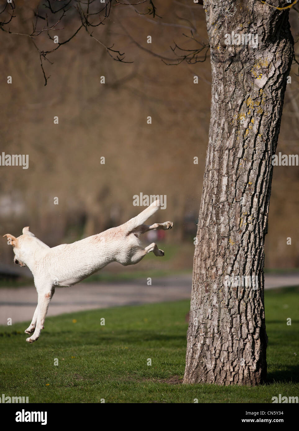 A Labrador retriever jumping from a tree in a Park of Vichy (France). Chien Labrador sautant d'après un arbre (Vichy - France). Stock Photo