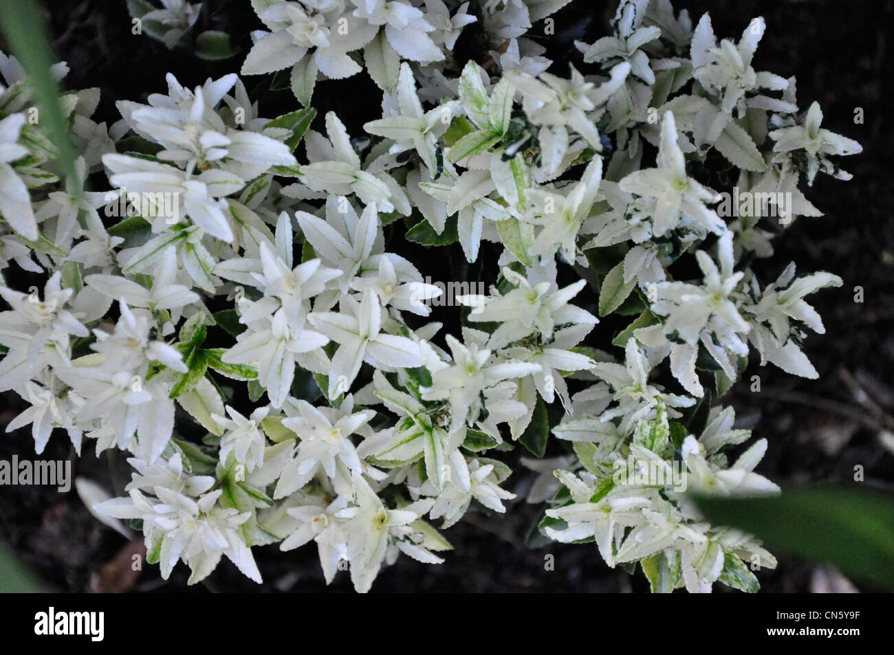White lily cluster Stock Photo