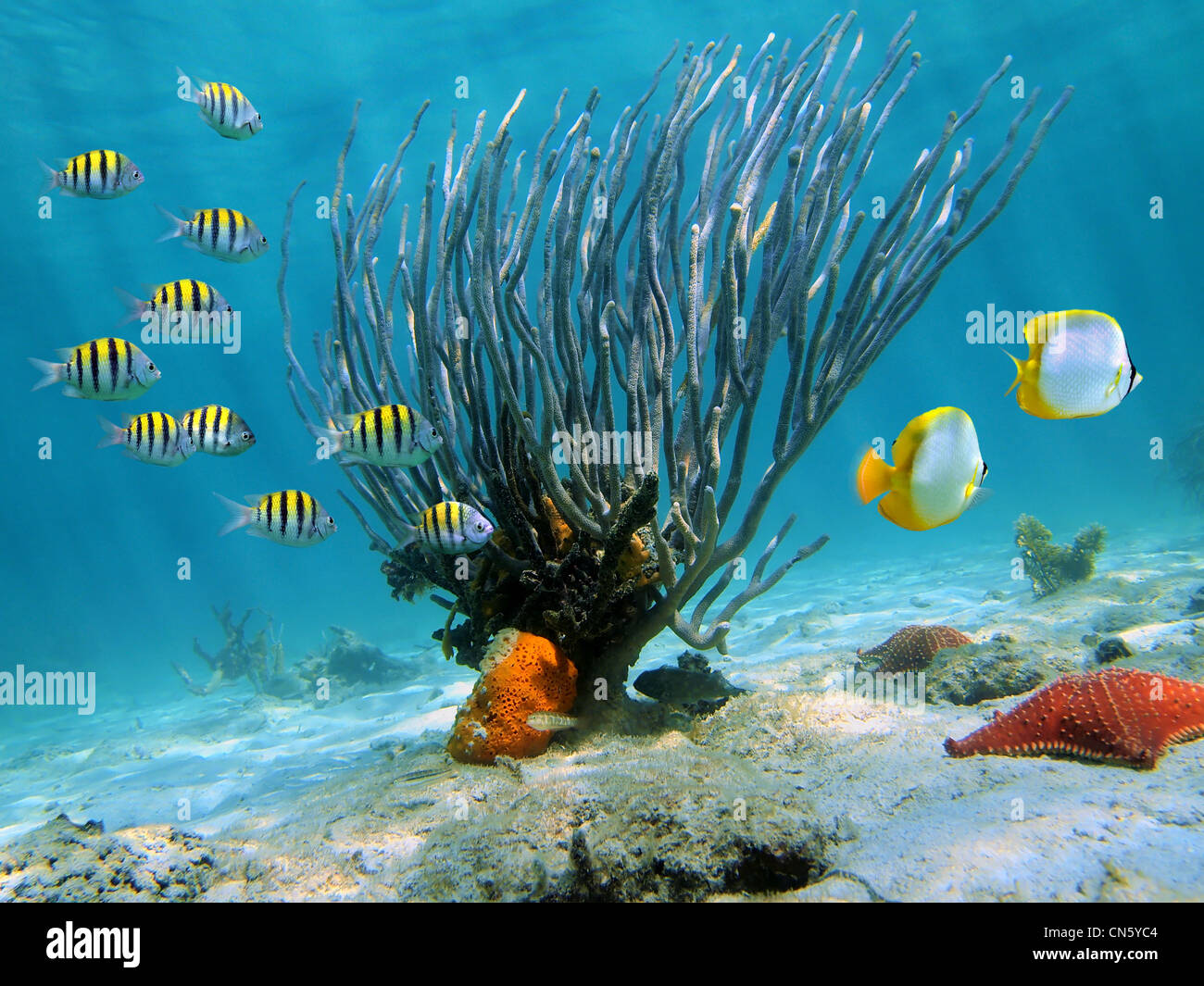 Sea rod coral on sandy seabed with colorful tropical fish underwater sea, Caribbean, Dominican Republic Stock Photo