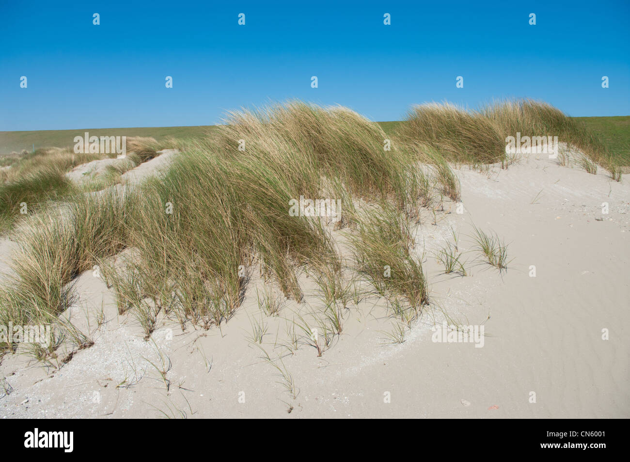 beach grass in the dunes blowing in the wind Stock Photo - Alamy