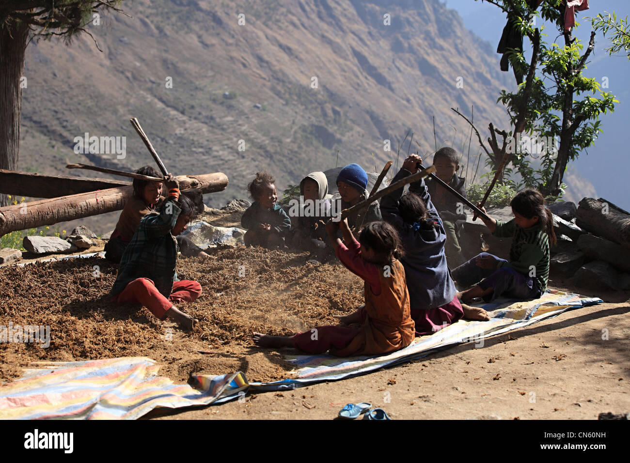 Nepali rural children hitting the millet harvest Nepal Stock Photo Alamy