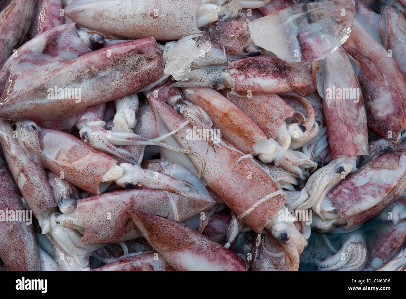 Fresh squid for sale at the Central Market, Songkhla, Thailand Stock