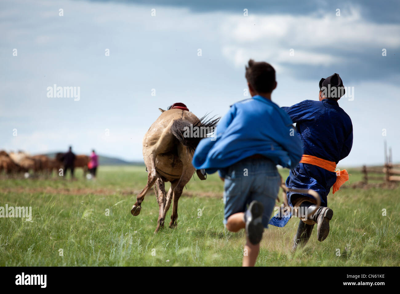 Chase untrained horse , khuduu aral, khentii province, Mongolia Stock Photo