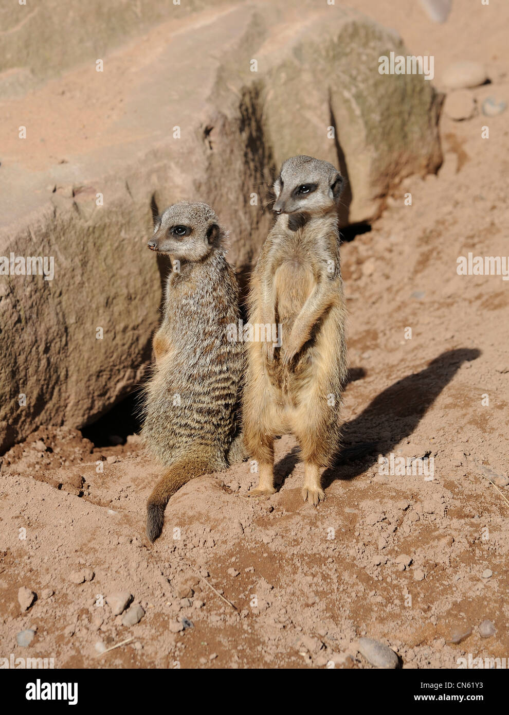 two meerkats standing upright on the lookout white post farm nottinghamshire england uk Stock Photo