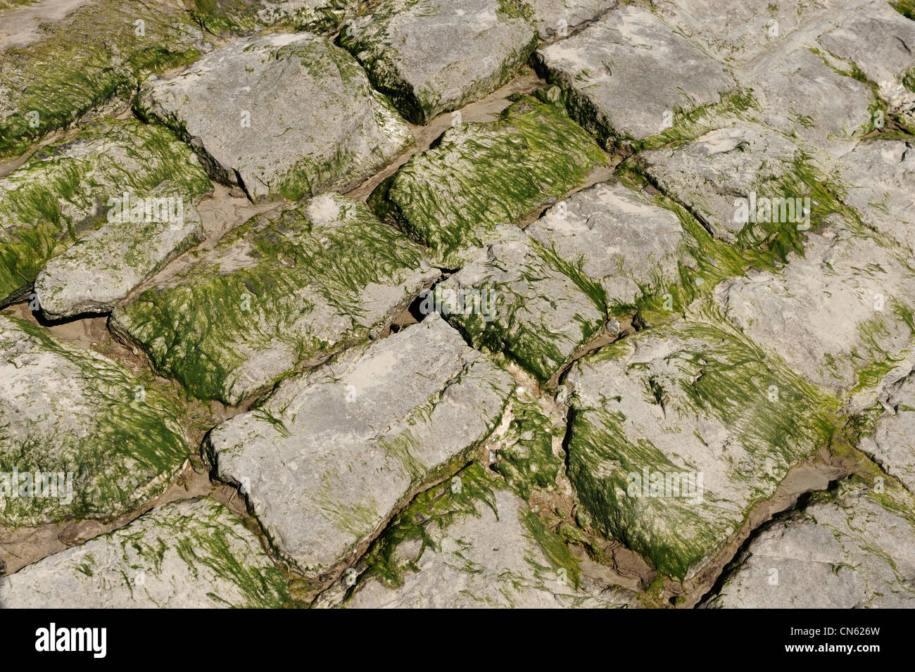 Green stones on a beach Stock Photo Alamy