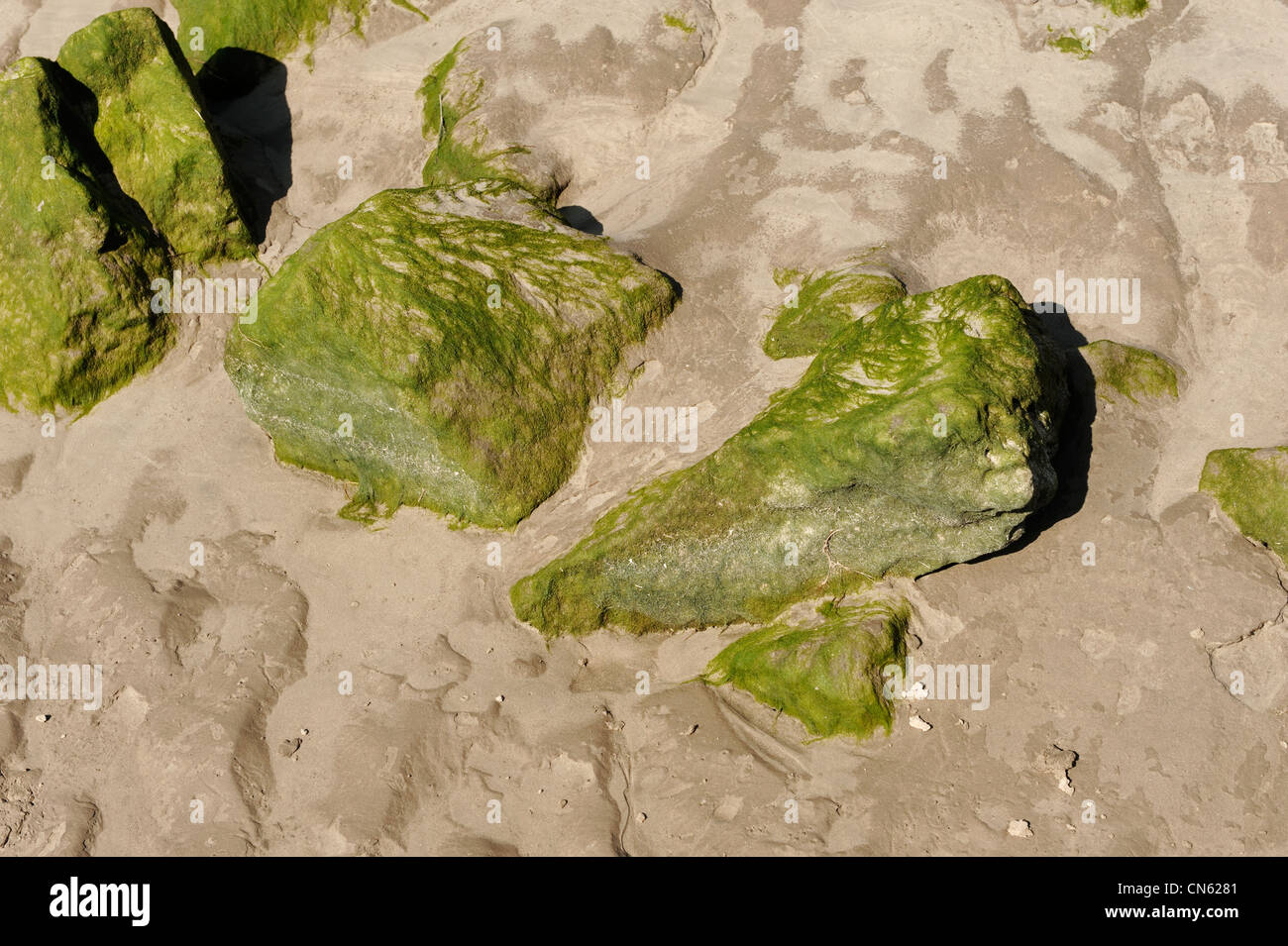 Green stones on a beach Stock Photo Alamy