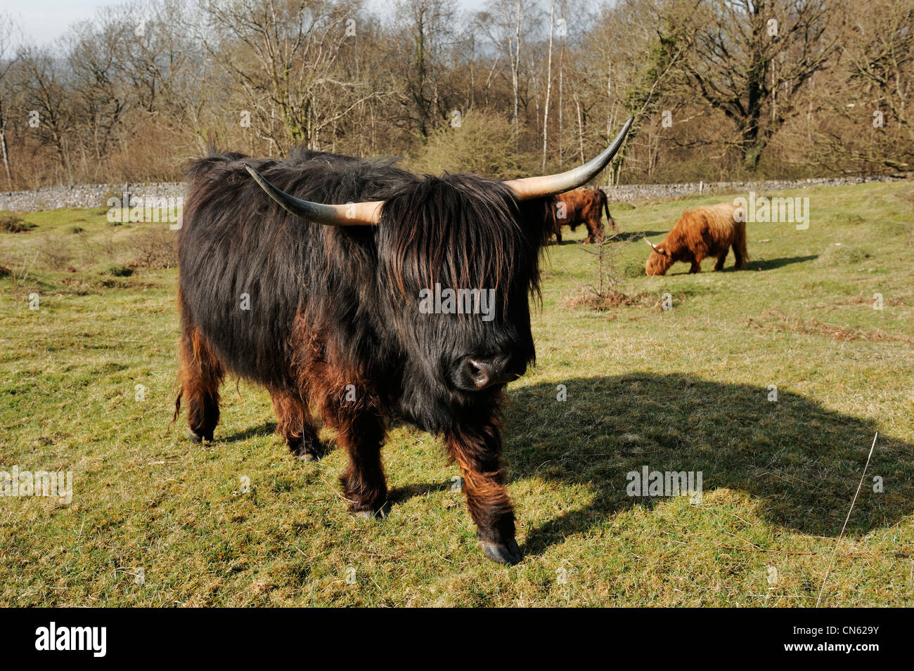 Highland cattle Stock Photo