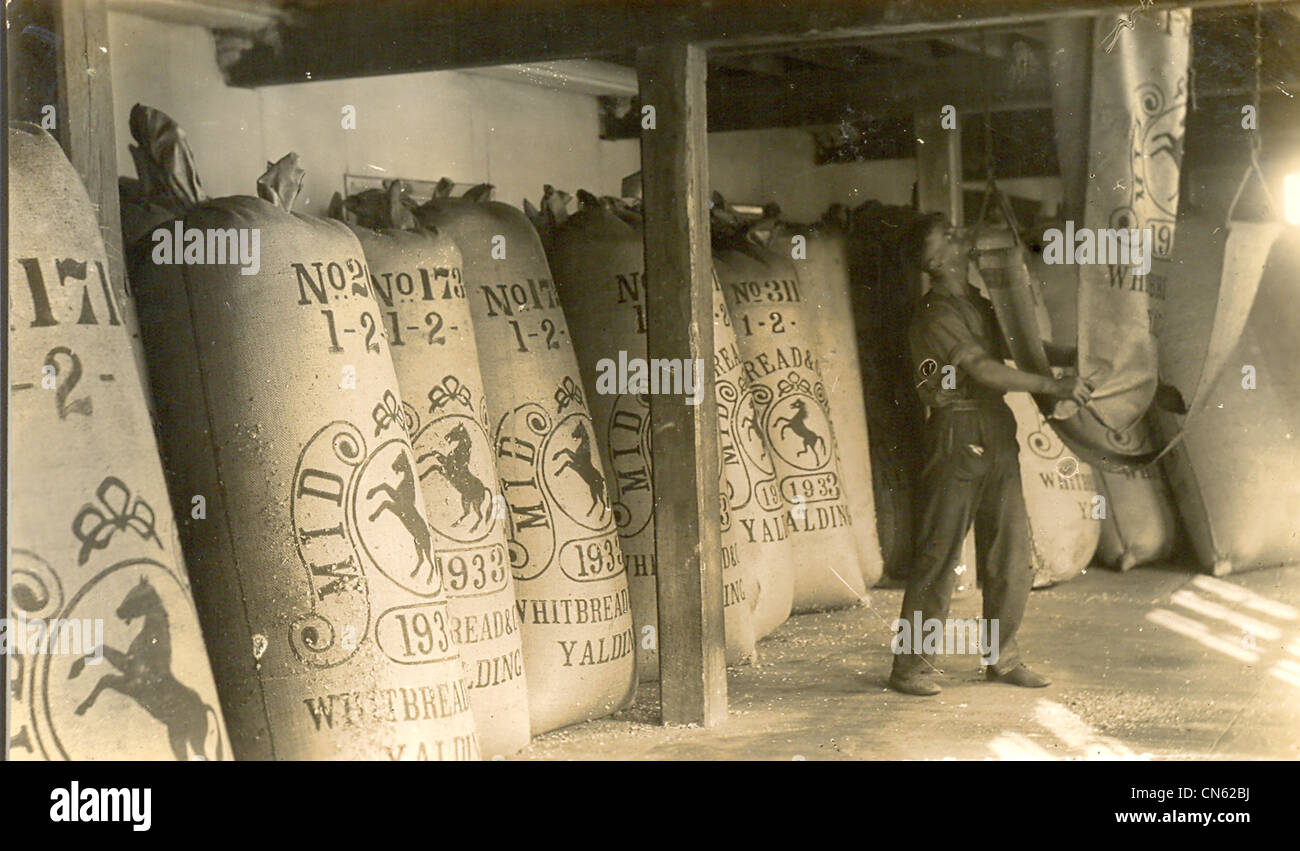 Real photograph Postcard showing hop pockets in oast house interior for Whitbreads, Yalding, Kent 1905 Stock Photo