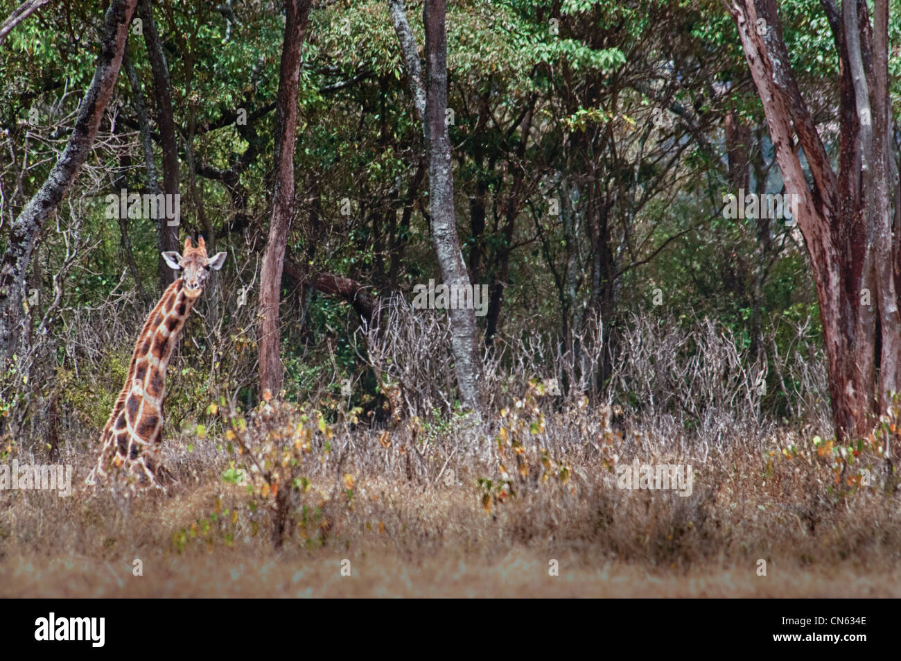 Rothschild or Baringo Giraffe, Giraffa camelopardalis rothschild, sitting down, Giraffe Manor, Nairobi, Kenya, Africa Stock Photo