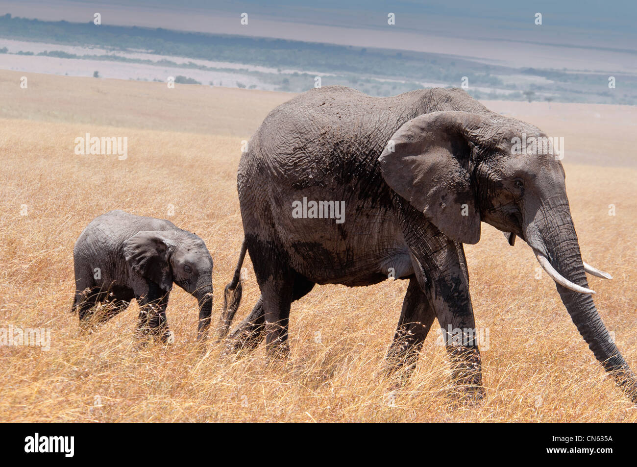 African Elephant Calf,  Loxodonta africana, following its mother, Masai Mara National Reserve, Kenya, Africa Stock Photo