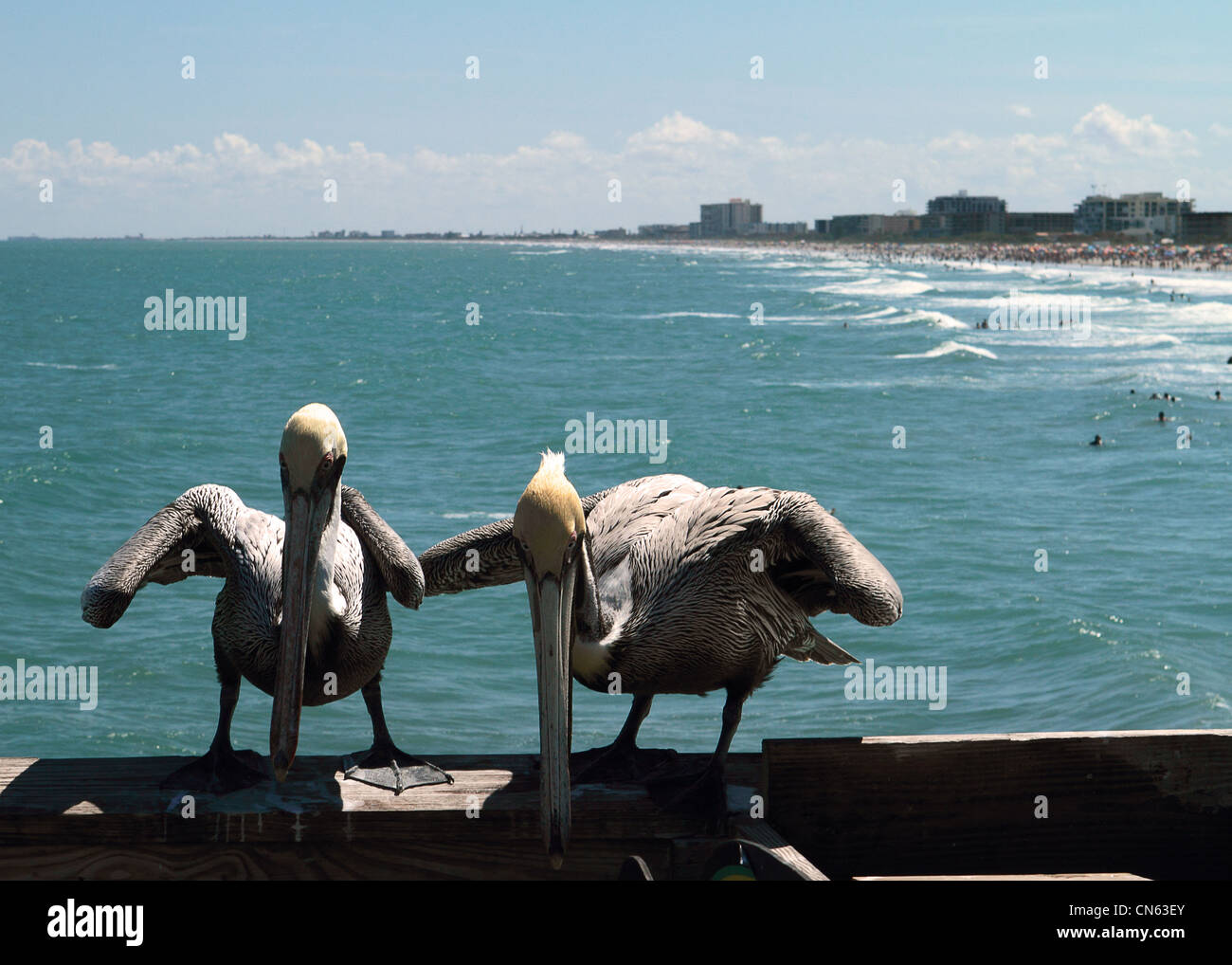 Two Pelicans sitting on the cocoa beach pier Florida Stock Photo Alamy