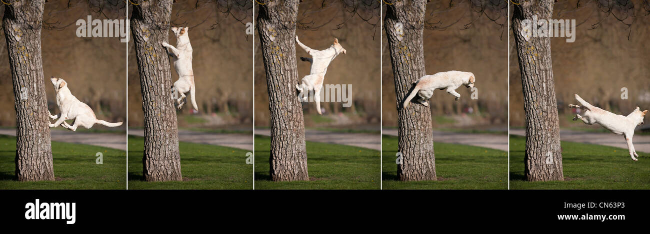 A sequence showing a Labrador retriever jumping from a tree in a Park of Vichy (France). Sauts de Labrador depuis un arbre. Stock Photo