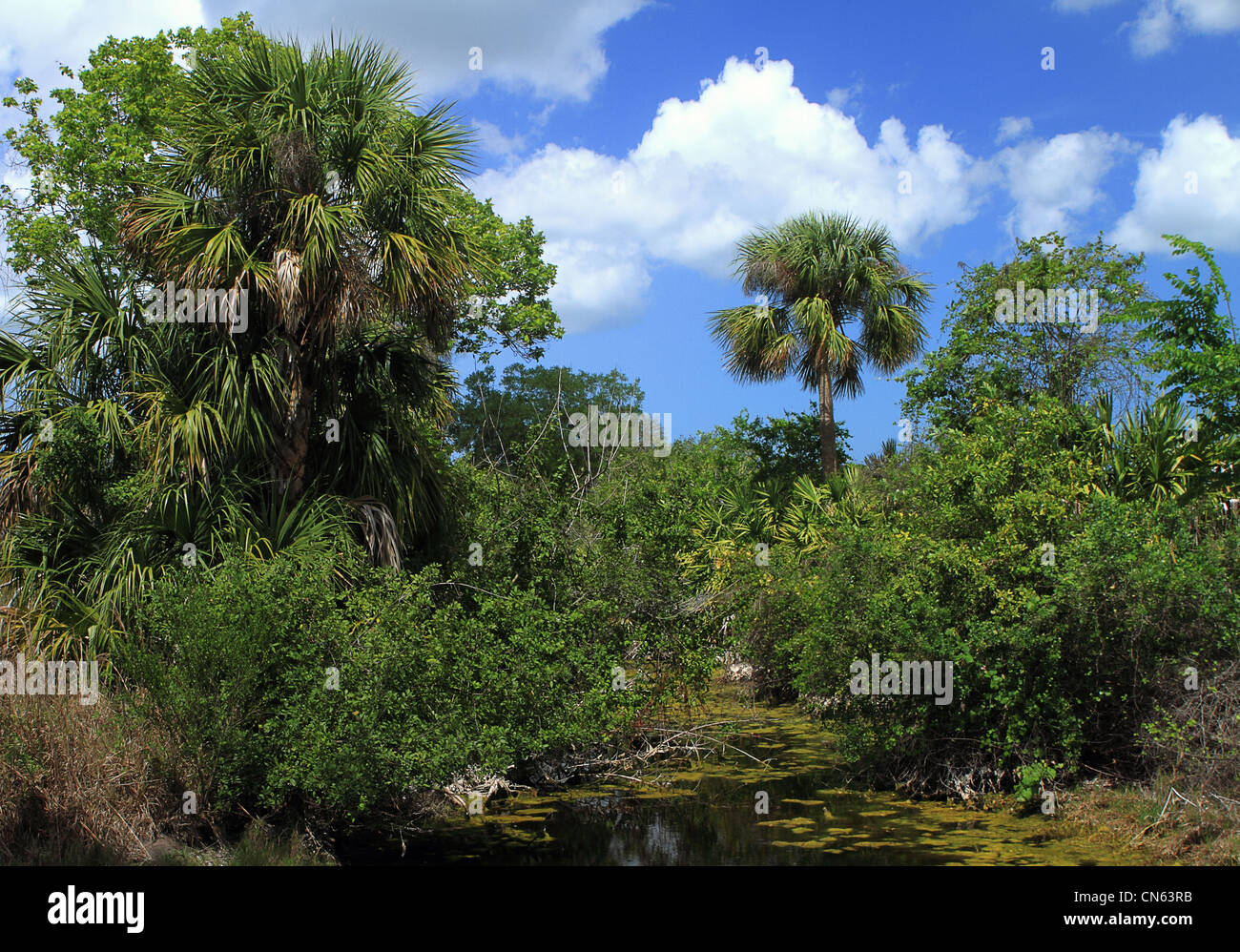 merritt island cape canaveral wildlife refuge pond palm tree shrub overgrowth florida Stock Photo