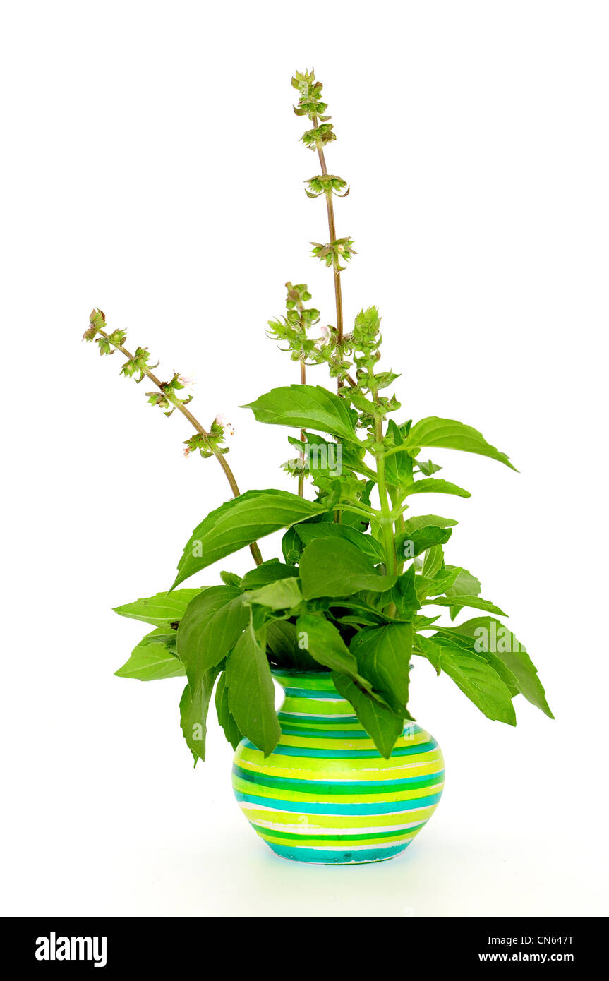 Fresh basil in green ceramic pot on white background Stock Photo - Alamy