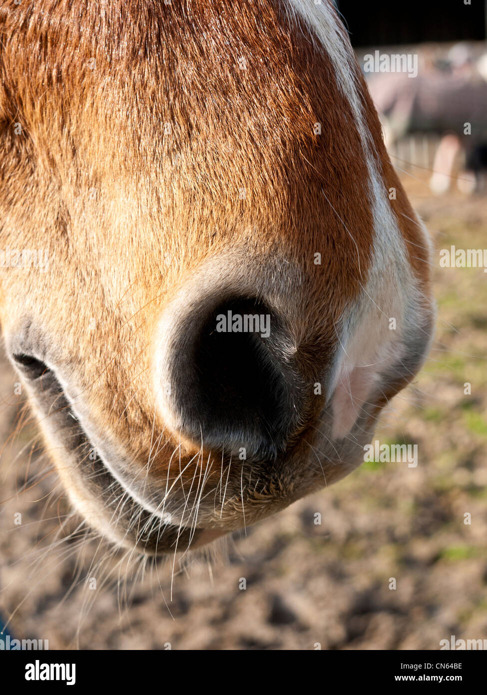 Horses nostrils Stock Photo Alamy