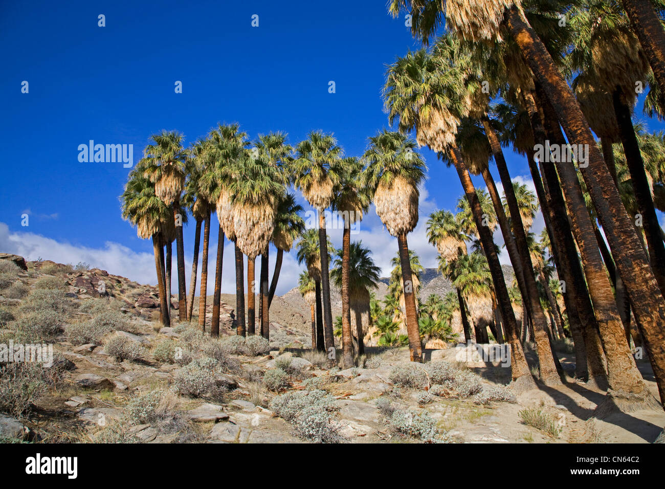 Murry Canyon, Indian canyons, palm springs, california Stock Photo