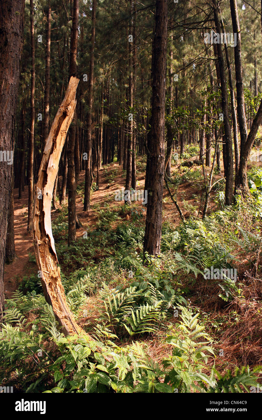 Pine forest wagmon kerala Stock Photo
