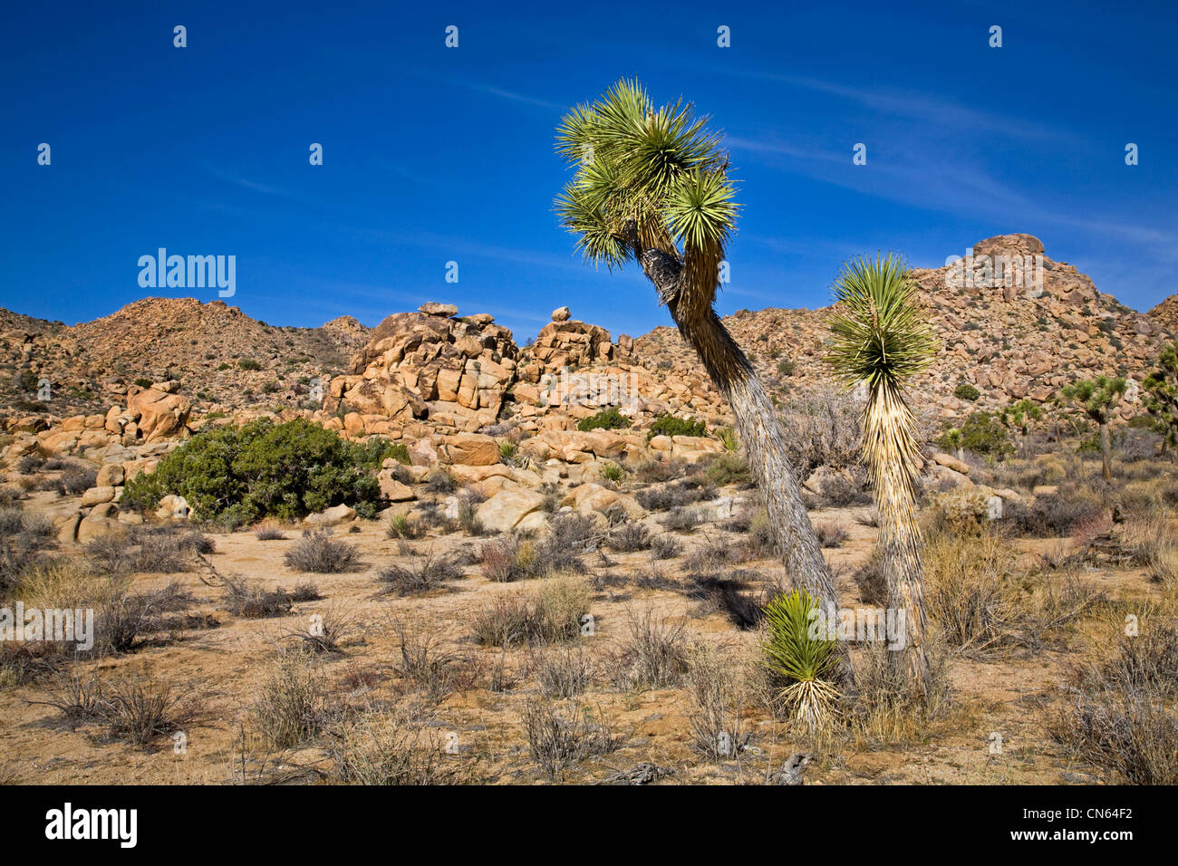 Desert landscape in Joshua Tree National Monument, California Stock ...