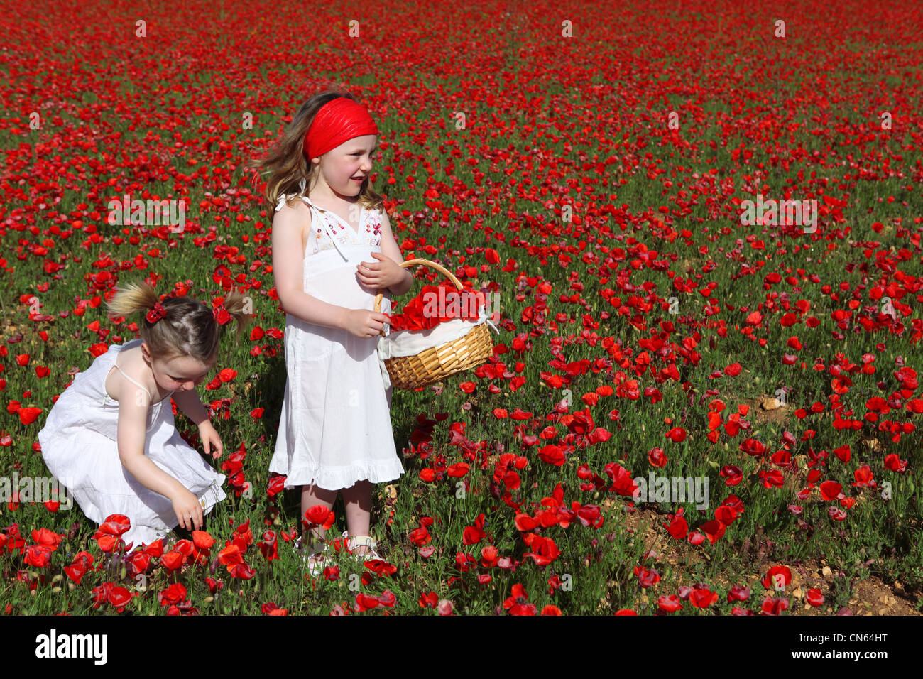 little girls picking flowers in summer poppy field Stock Photo Alamy