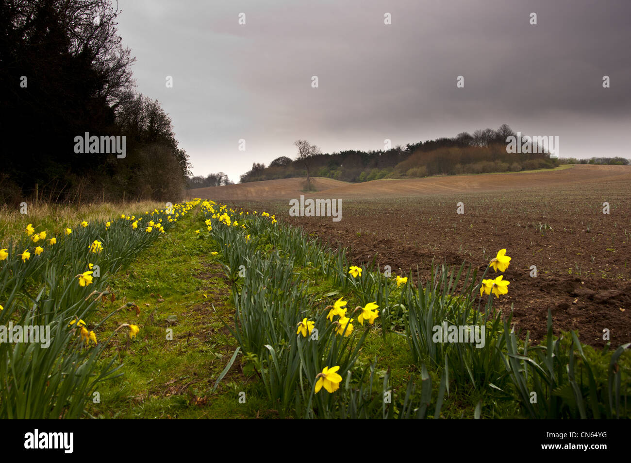 Norfolk field with footpath and wild daffodils Stock Photo Alamy