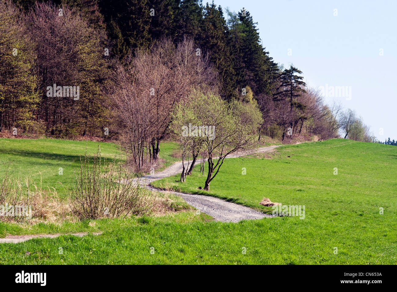 Country and forest road - nobody - outdoor Stock Photo