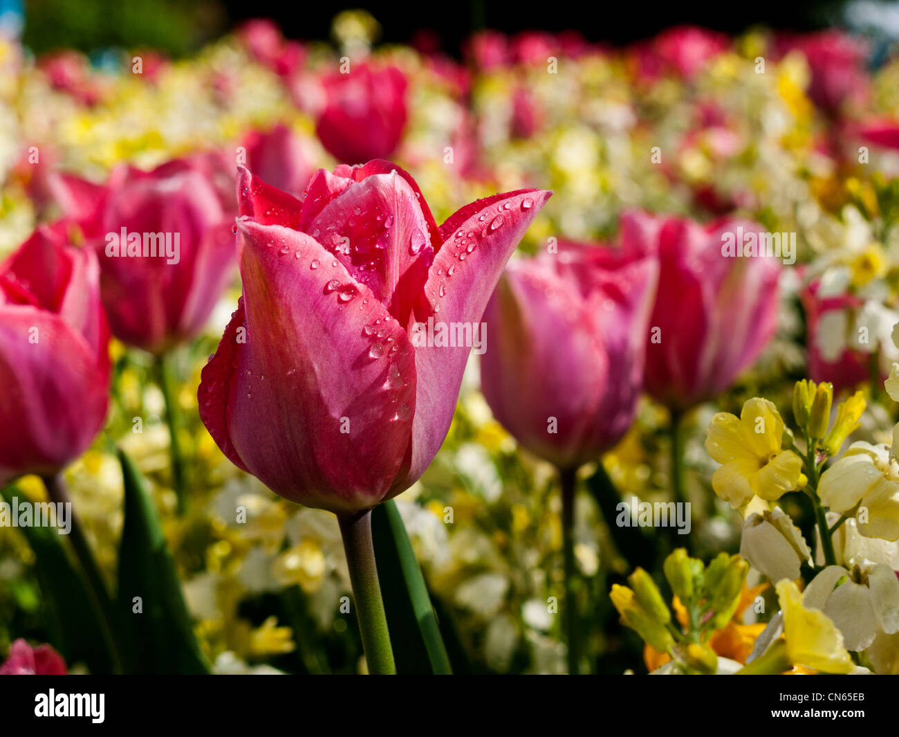 Tulips tulipa and Erysimum , Wallflowers Stock Photo