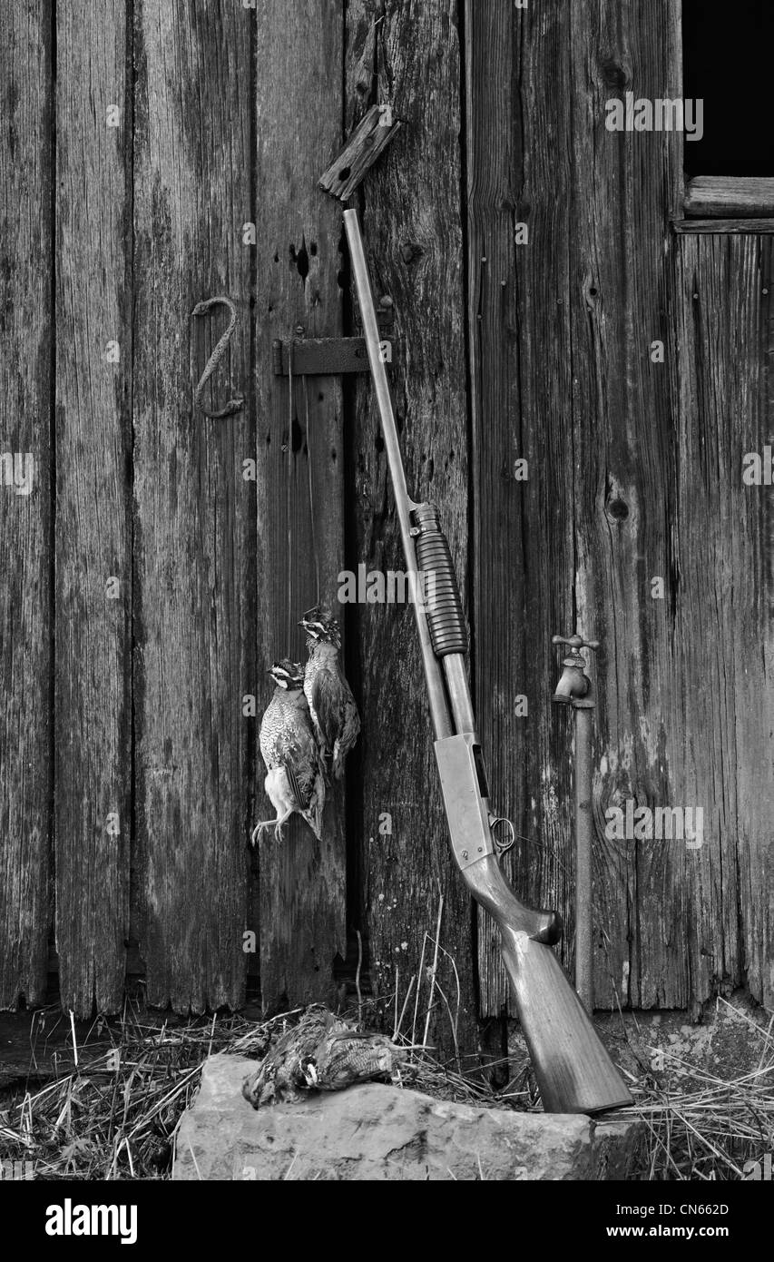 Old Ithaca Model 37 Featherweight 12 Gauge Pump Shotgun Leaning Against Weathered Barn with Bobwhite Quail Stock Photo