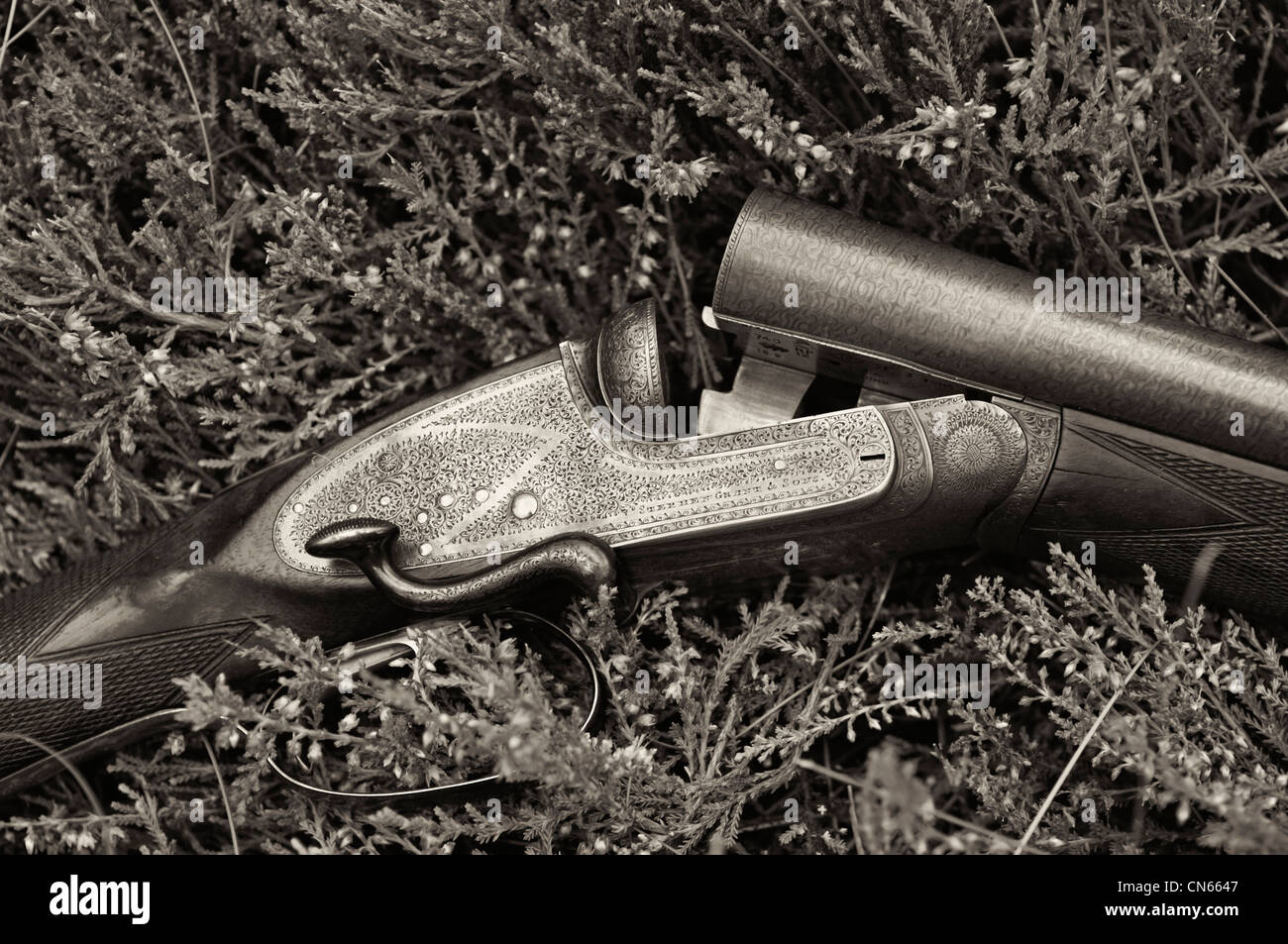 Stephen Grant and Sons Side Lever Twelve Bore Side-by-side Shotgun Lying in the Heather of a Scottish Moor Stock Photo