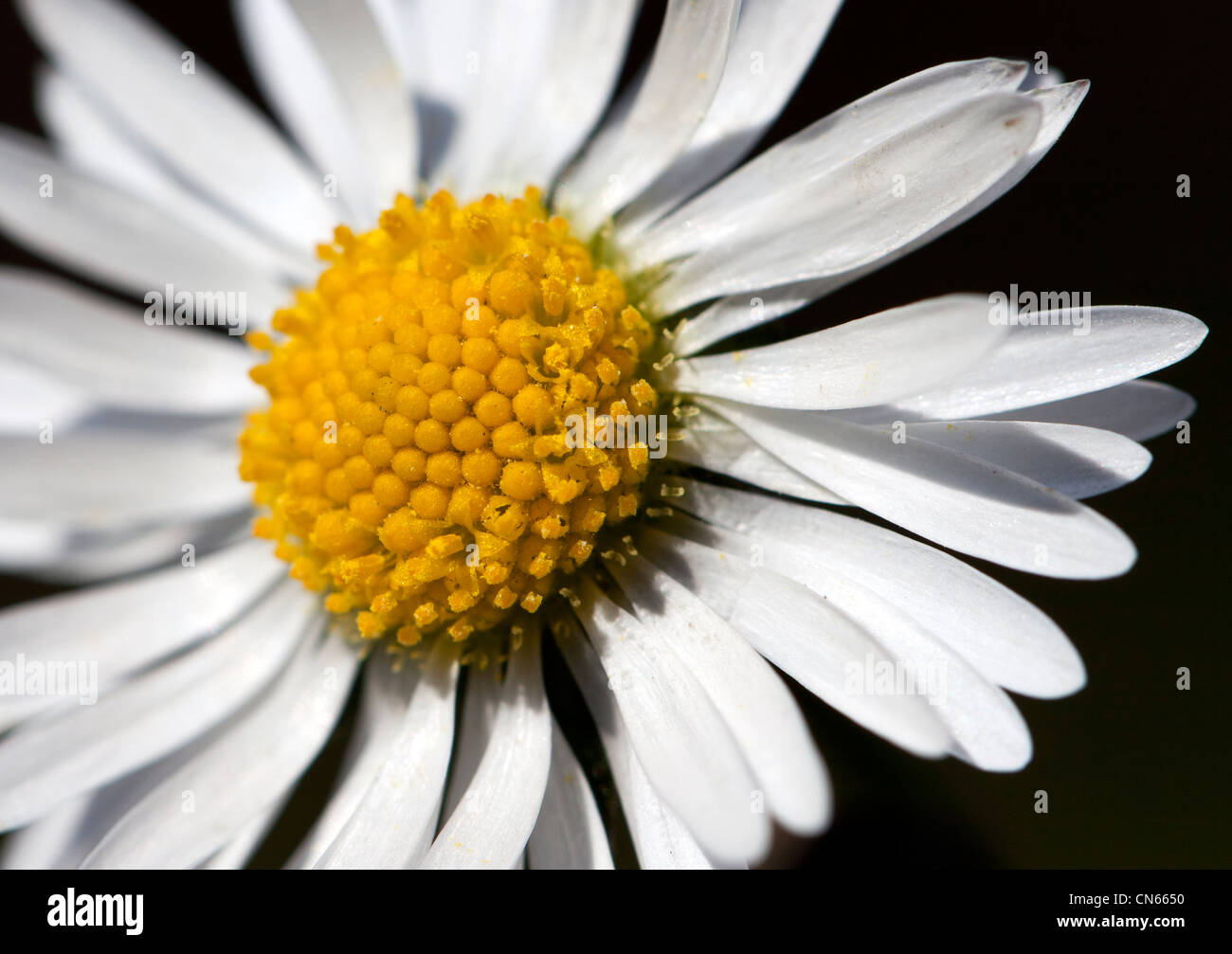 Close up of the Common Daisy (Bellis perennis Stock Photo Alamy