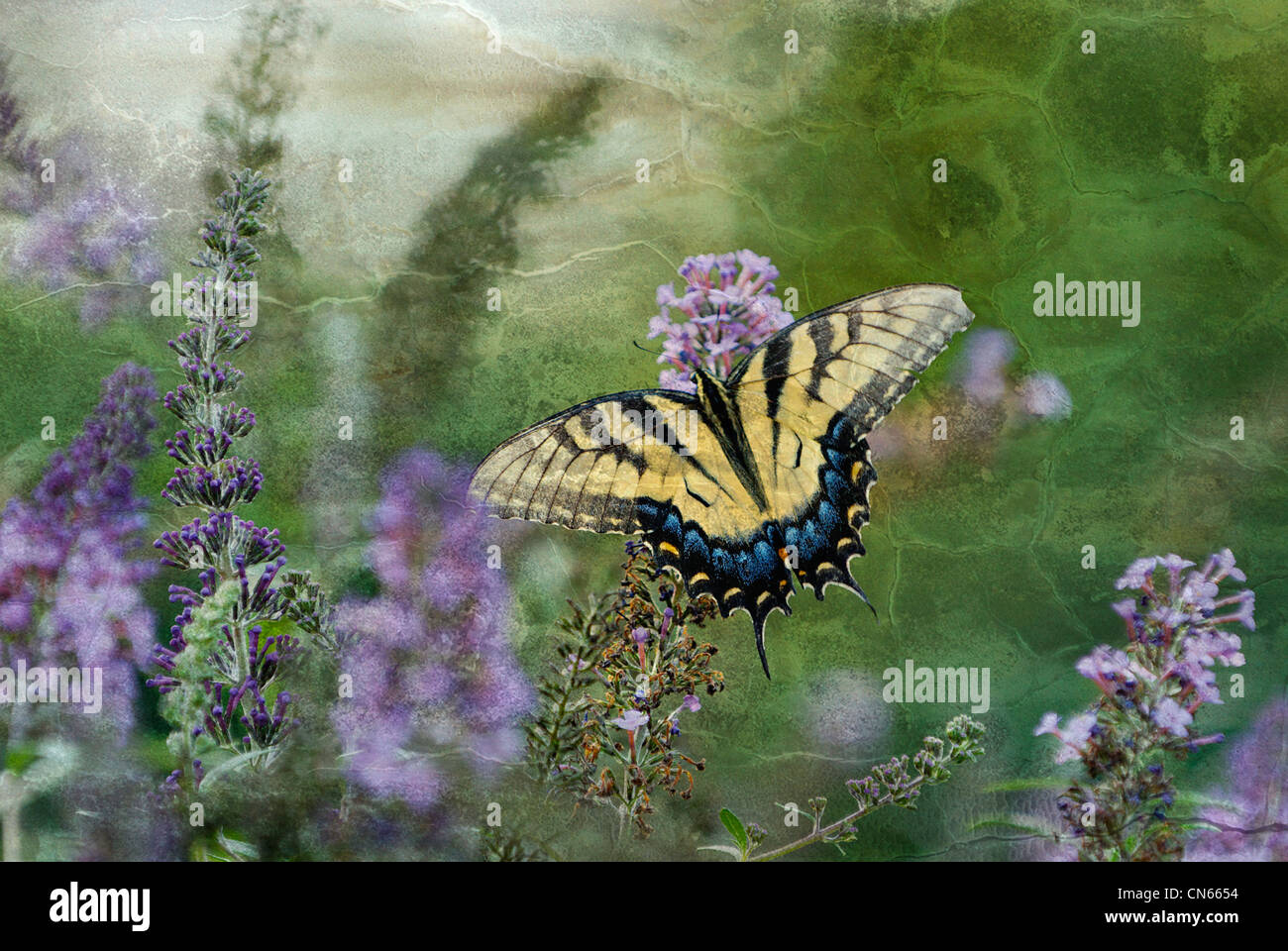 Eastern Tiger Swallowtail Butterfly on Blooming Butterfly Bush in