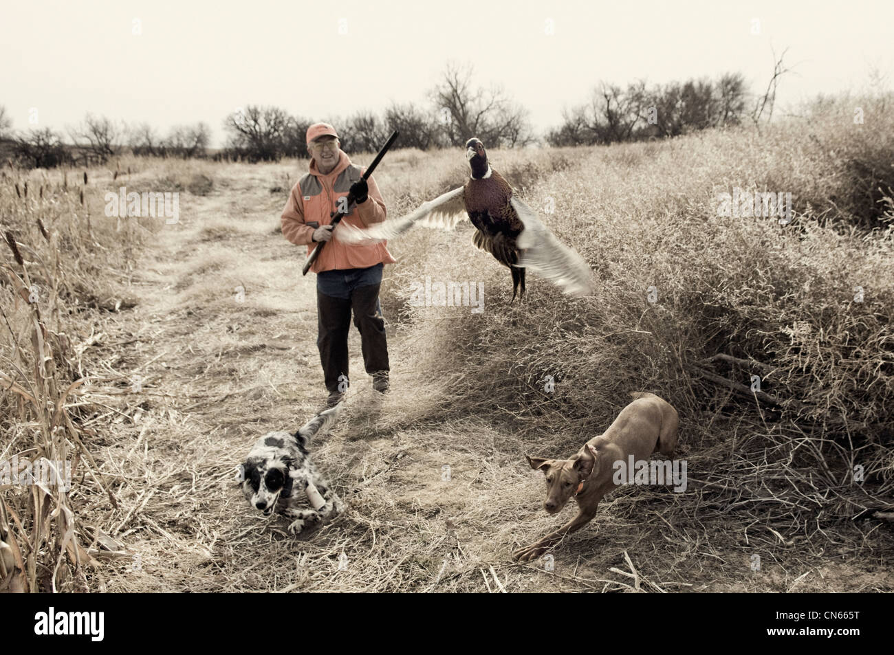 English setter pheasant hires stock photography and images Alamy