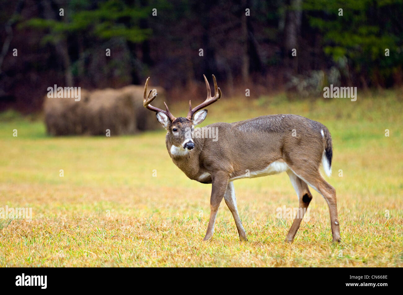White-tailed Deer Buck in Cades Cove in the Great Smokey Mountains National Park in Tennessee Stock Photo