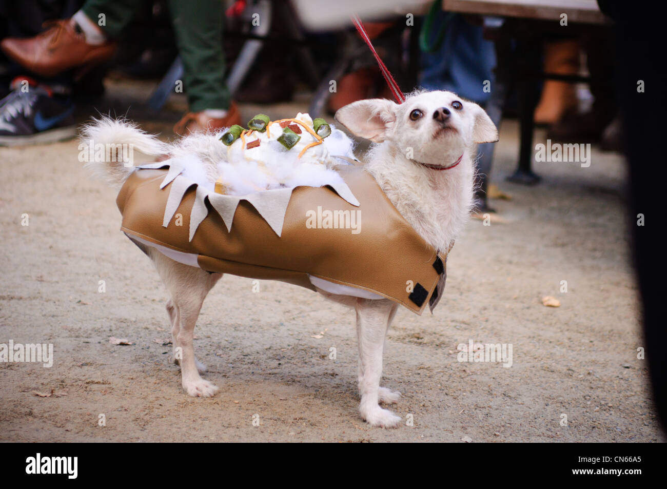 Dog halloween costume hi-res stock photography and images - Alamy