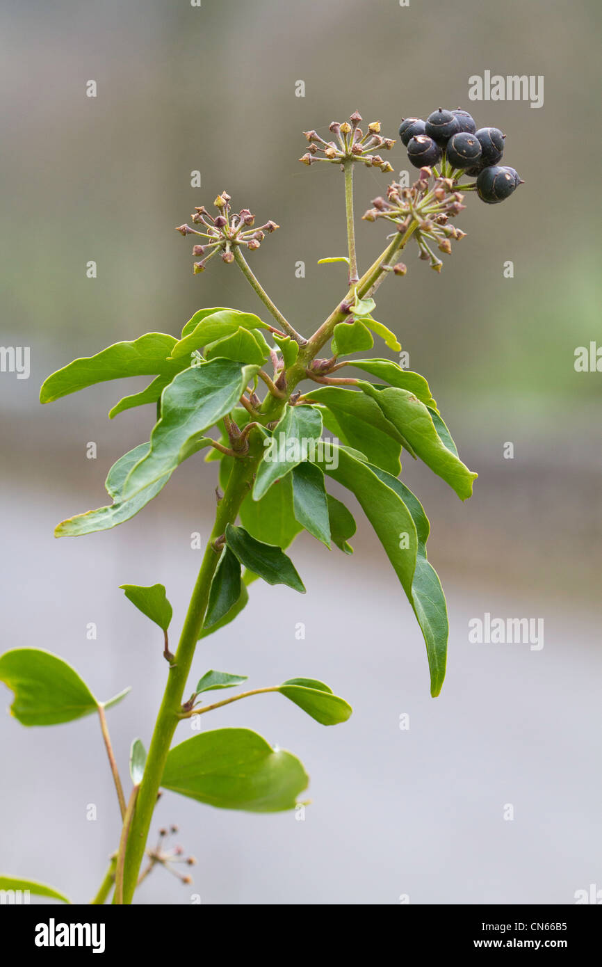 Common Ivy (Hedera helix) berries Stock Photo