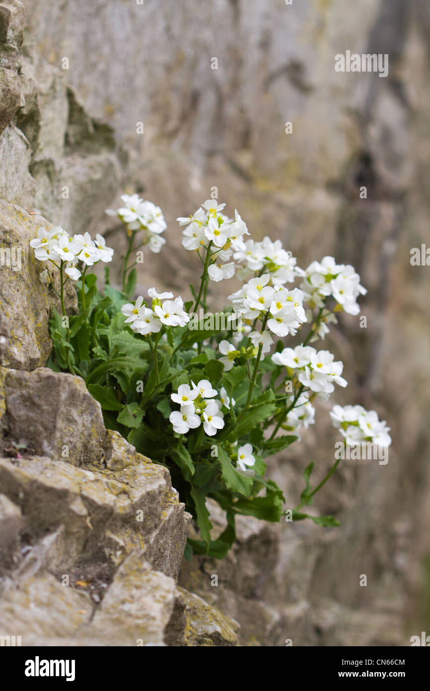 Garden Arabis (Arabis caucasica) growing on a cliff face Stock Photo