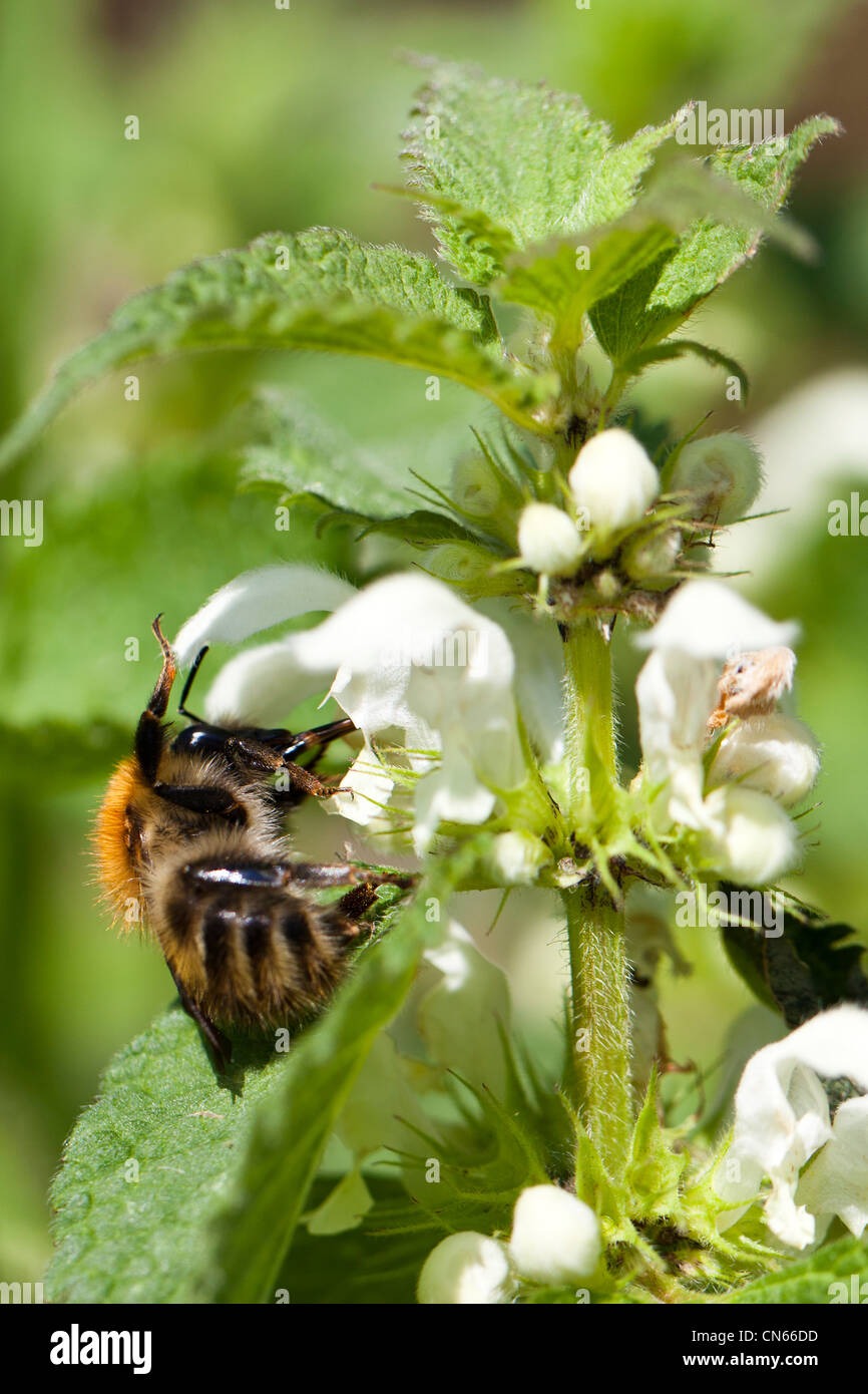 Bee on a white flower. Stock Photo