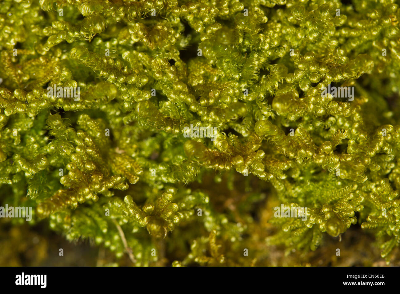 close-up of Comb-moss (Ctenidium molluscum) leaves Stock Photo
