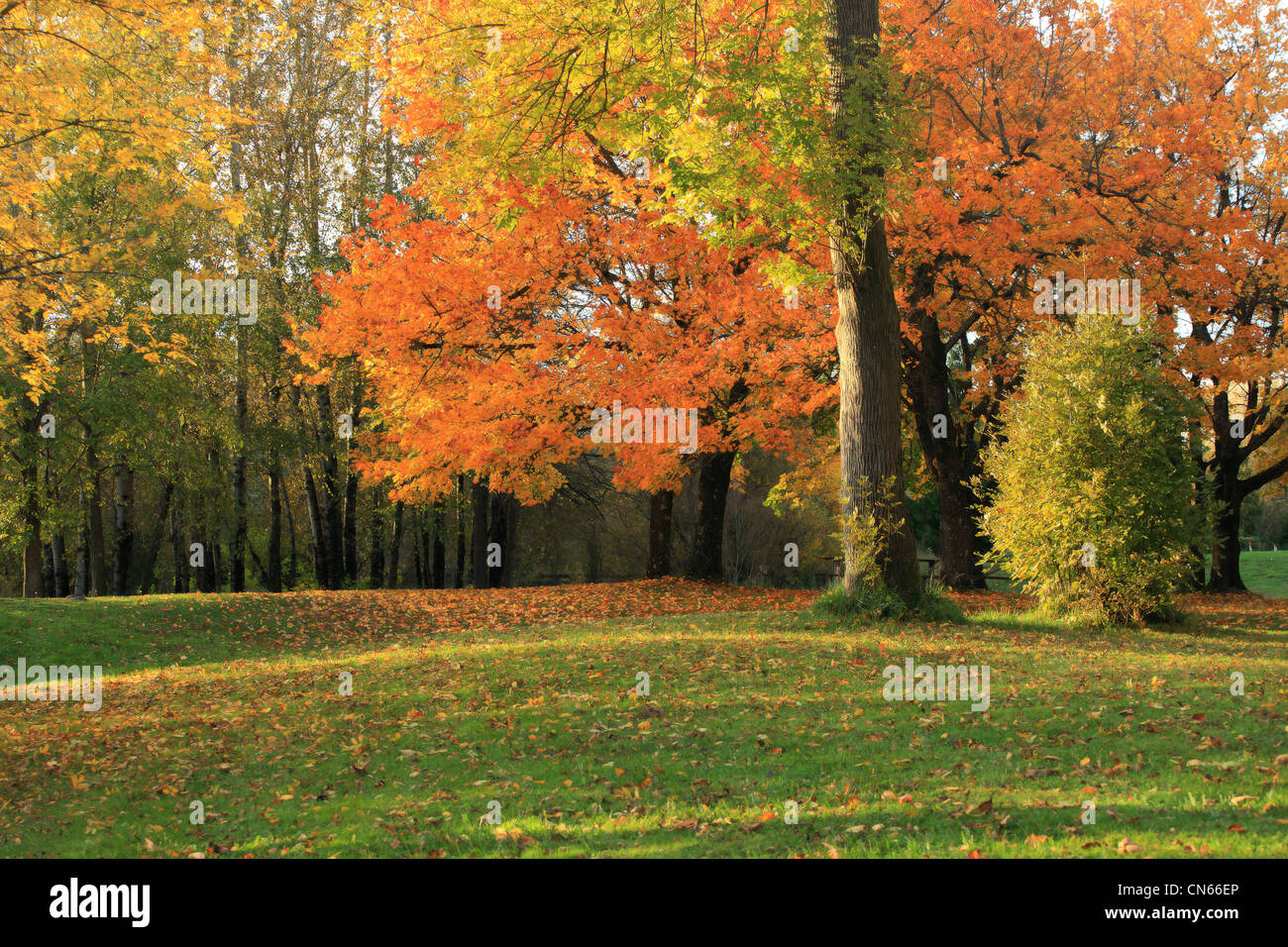 Plants changing colors hi-res stock photography and images - Alamy