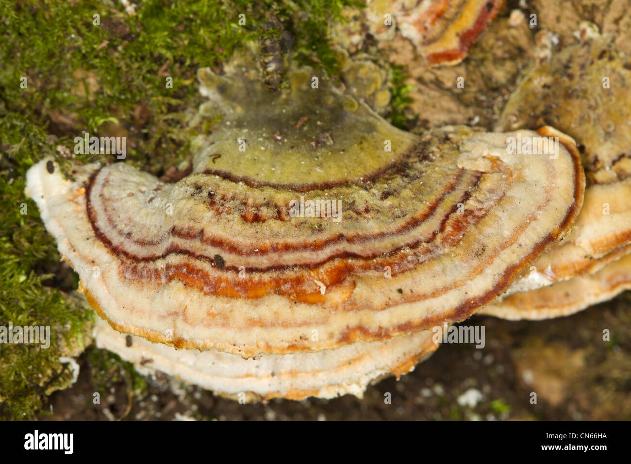 Turkeytail bracket fungus (Coriolus versicolor) Stock Photo