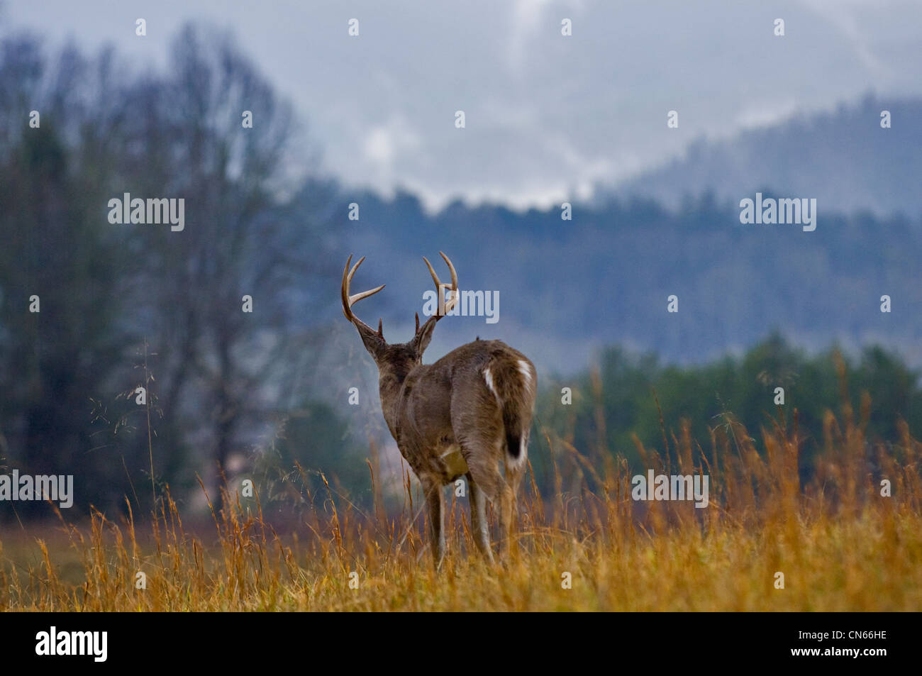 Alert White-tailed Deer Buck in Cades Cove in the Great Smokey Mountains National Park in Tennessee Stock Photo