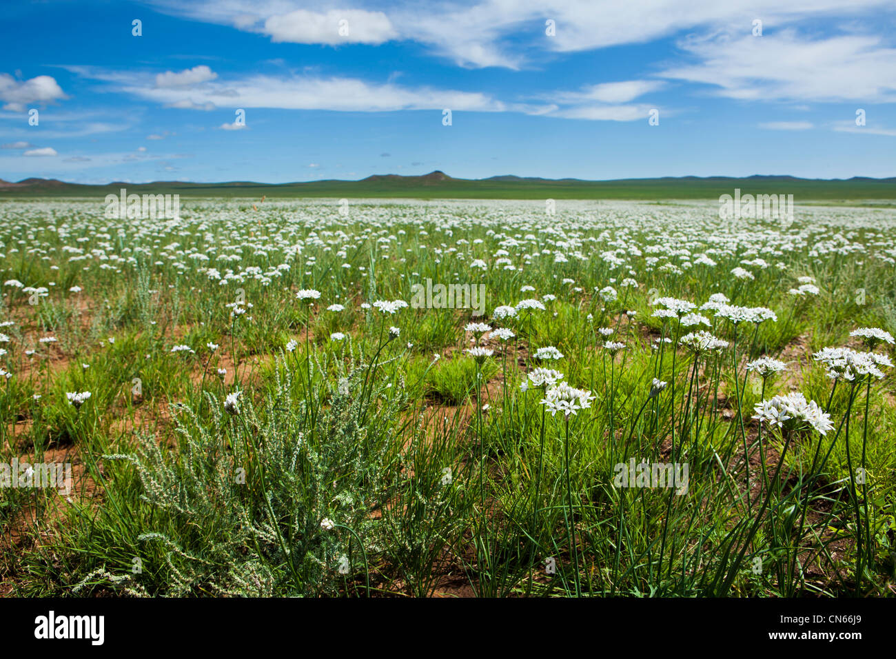 Steppe flower hi-res stock photography and images - Alamy