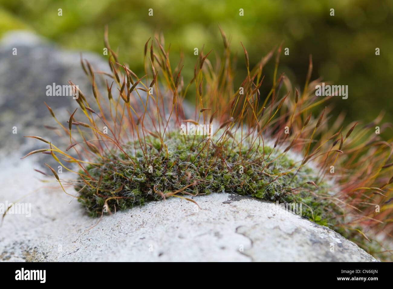 Wall Screw-moss (Tortula muralis) growing on a dry-stone wall in the Peak District Stock Photo