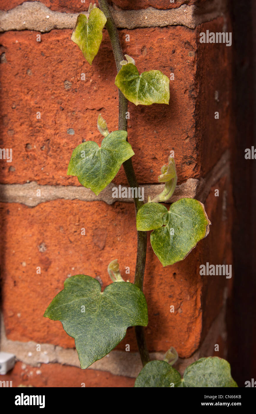 Ivy Climbing Plant High Resolution Stock Photography and Images - Alamy
