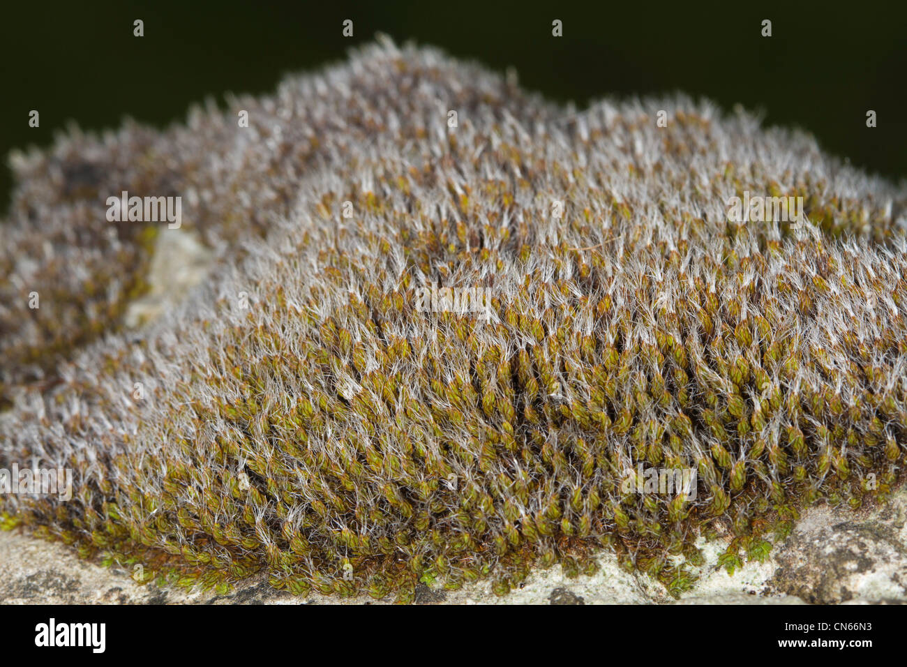 Intermediate Screw-moss (Syntrichia intermedia) growing on a dry-stone wall in the Peak District Stock Photo