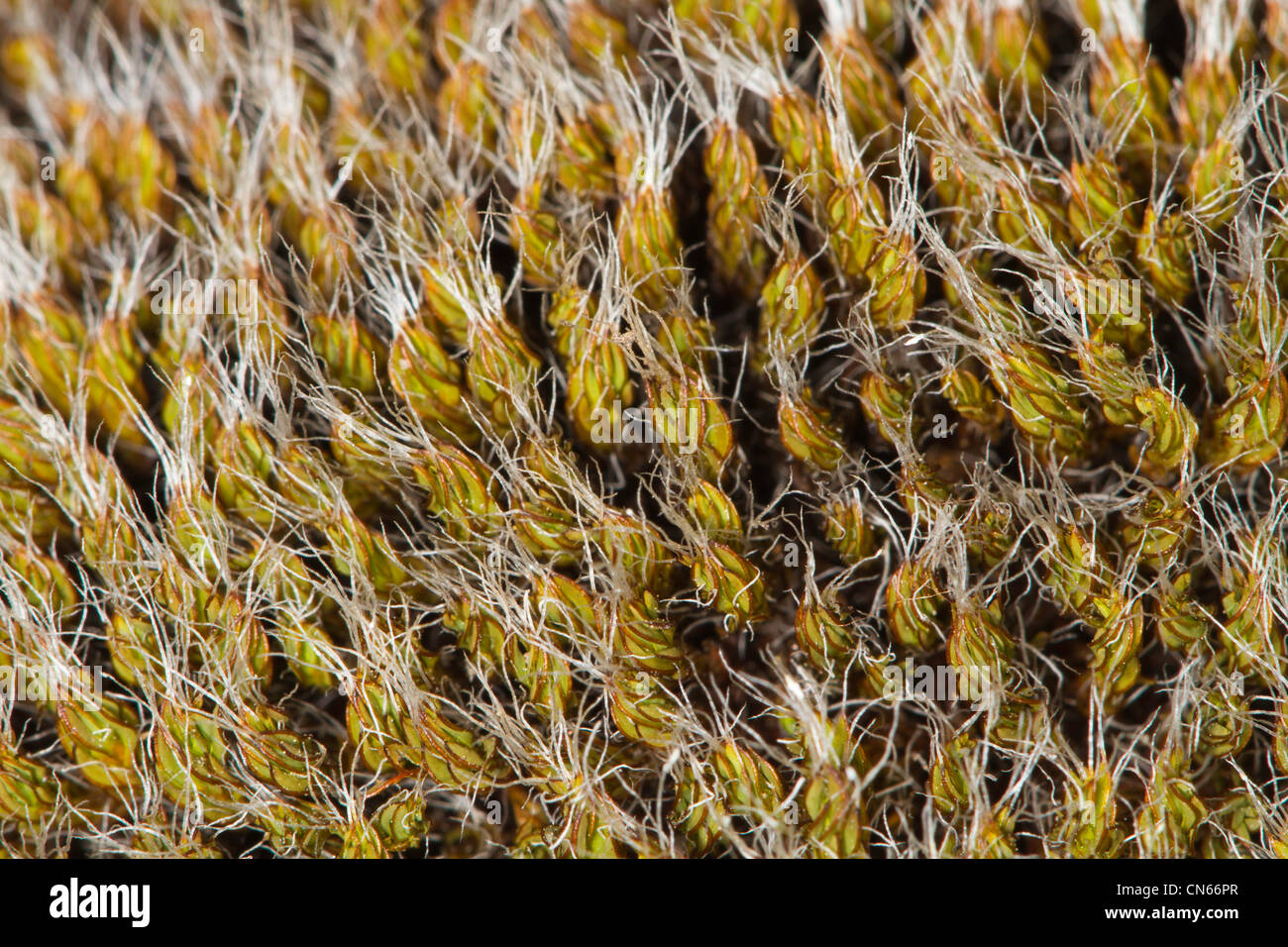 close-up of Intermediate Screw-moss (Syntrichia intermedia) leaves Stock Photo