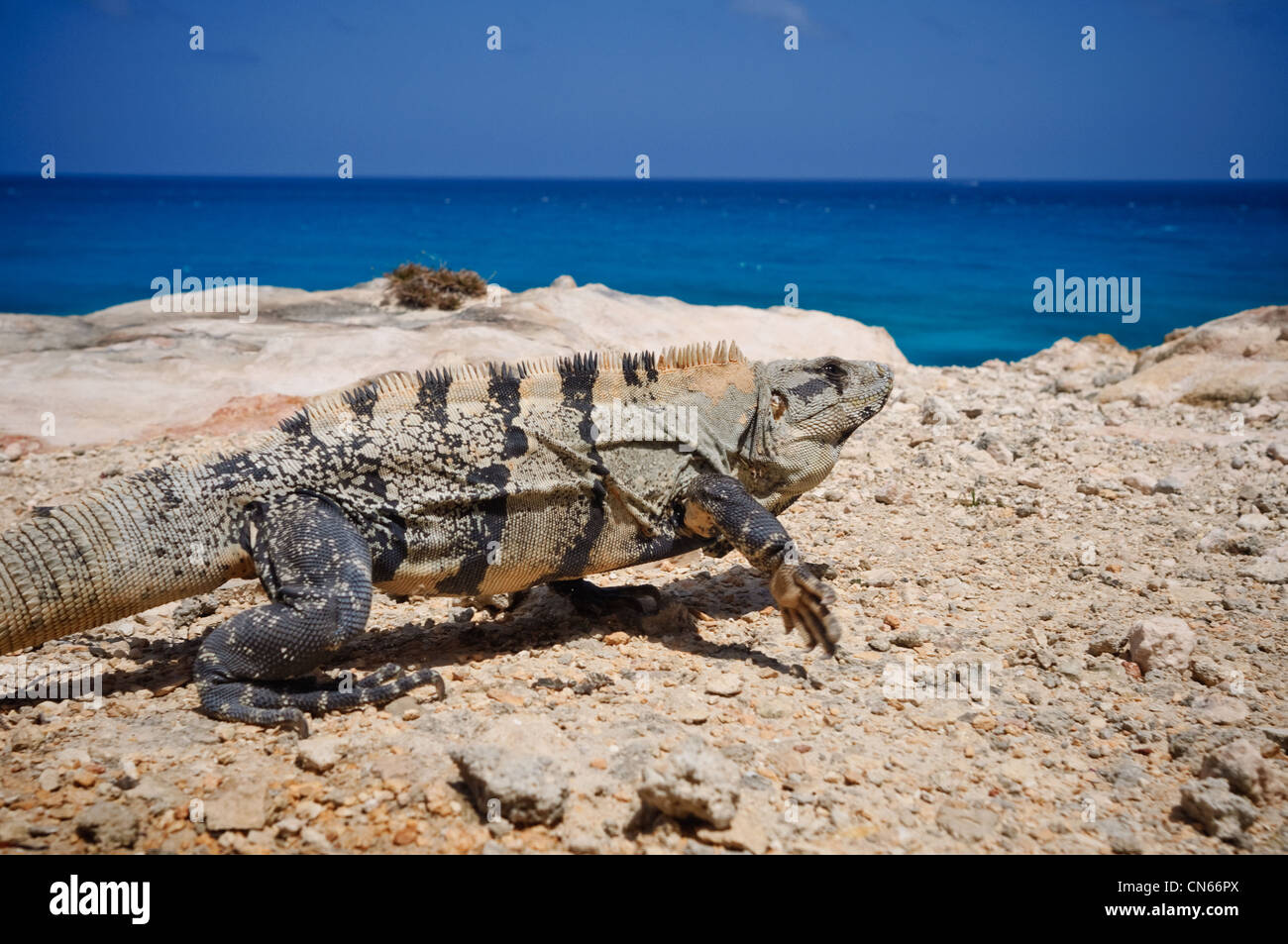 An iguana at Punta Sur, Isla Mujeres, Mexico Stock Photo