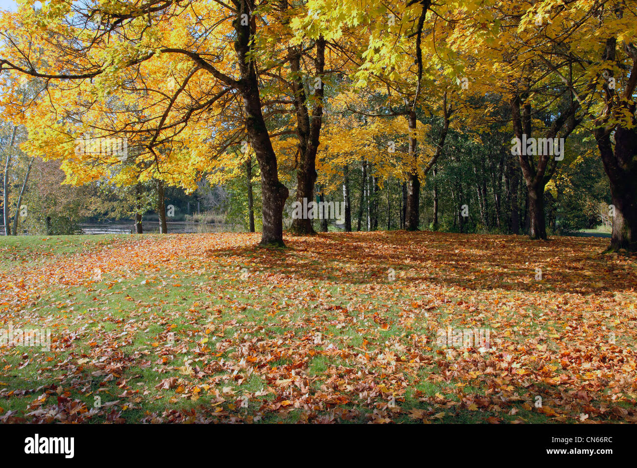 Trees changing colors in park hi-res stock photography and images - Alamy