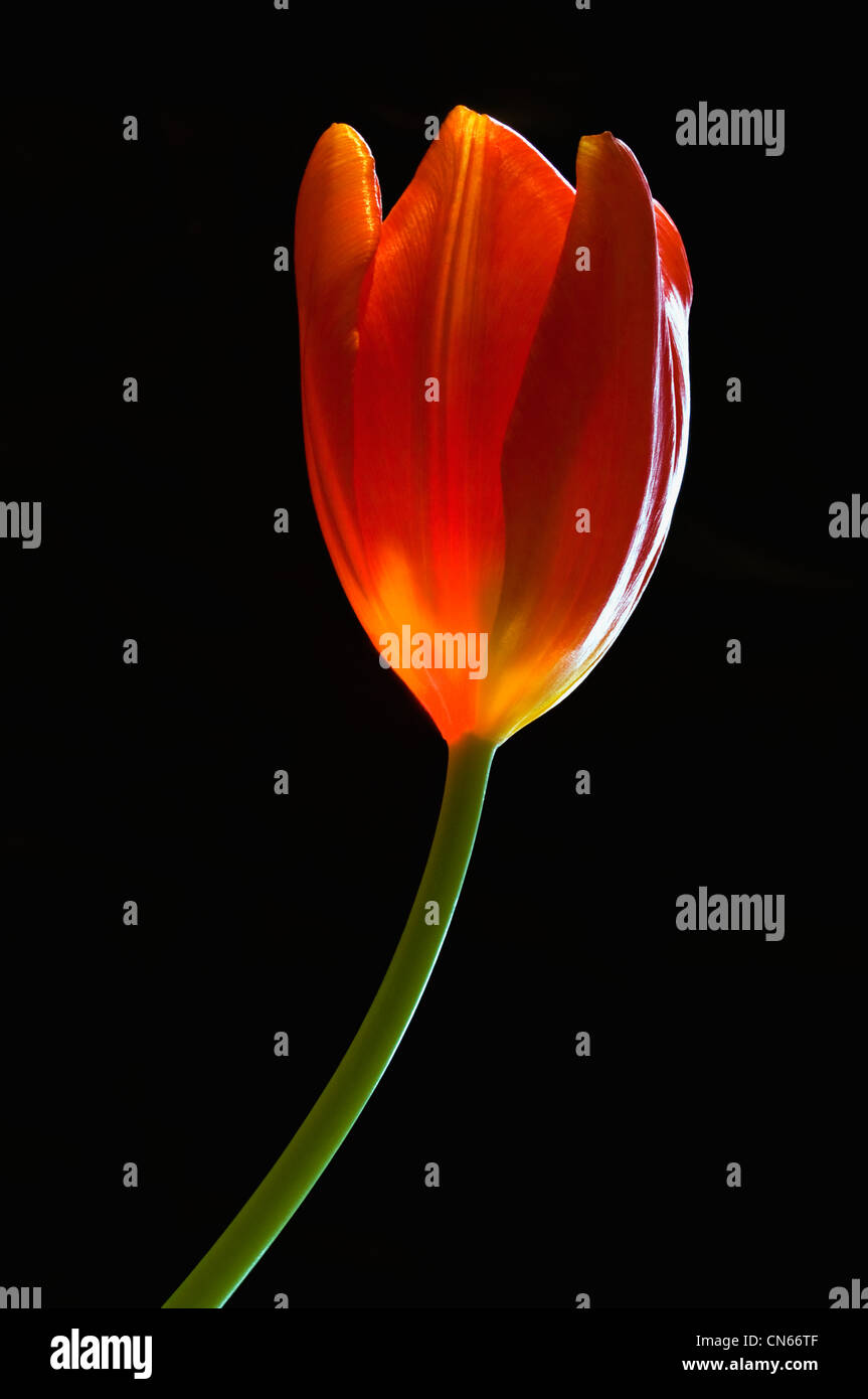 Tulip graphic hi-res stock photography and images - Alamy