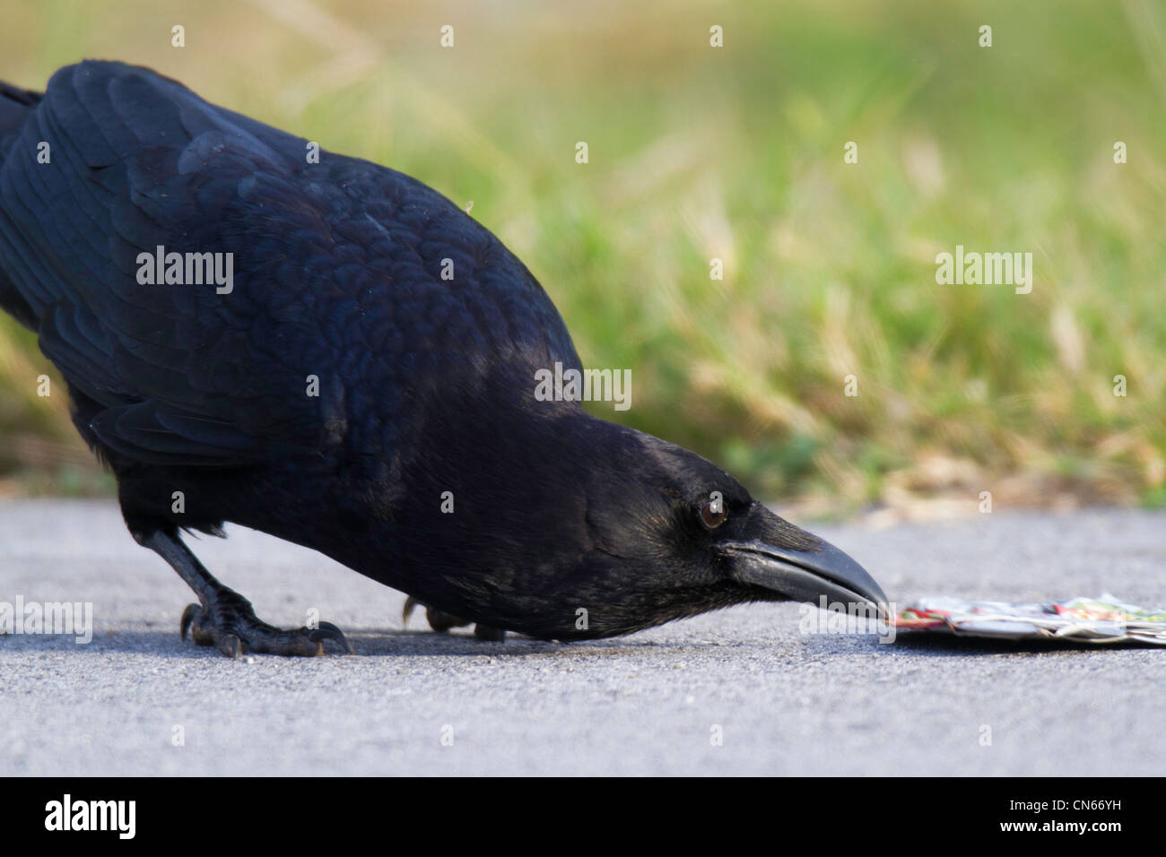 Fish Crow (Corvus ossifragus) scavenging litter from the roadside Stock Photo